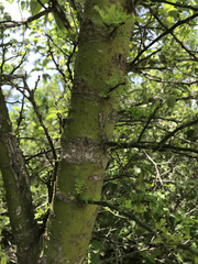 Parkinsonia texana macra