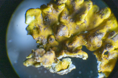 Caloplaca tomareeana
