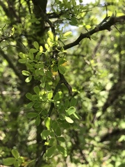 Parkinsonia texana macra