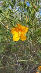 Petalostylis labicheoides