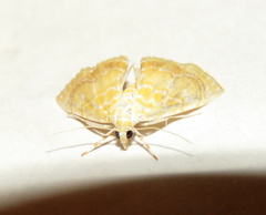 Glaphyria glaphyralis
