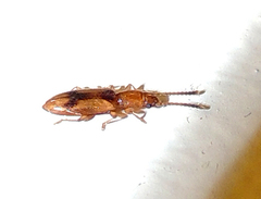 Cryptamorpha desjardinsi