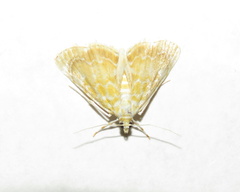 Glaphyria glaphyralis