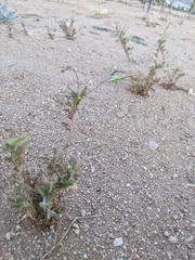 Erodium cicutarium