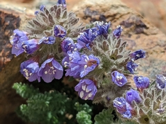 Polemonium chartaceum