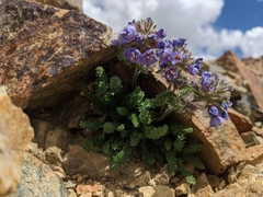 Polemonium chartaceum