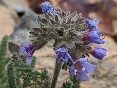 Polemonium chartaceum