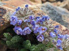 Polemonium chartaceum