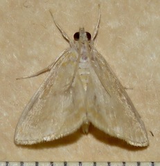 Glaphyria glaphyralis
