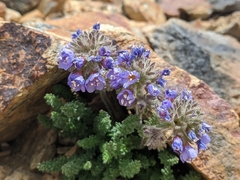 Polemonium chartaceum