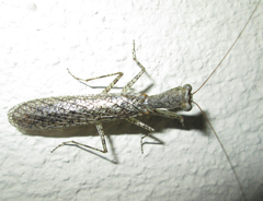 Tarachodes