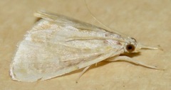 Glaphyria glaphyralis