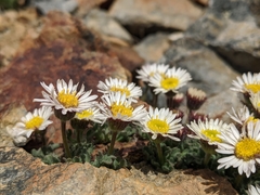 Erigeron vagus