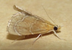 Stegea eripalis