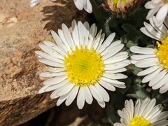 Erigeron vagus