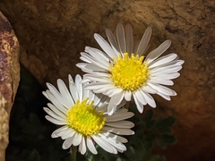 Erigeron vagus