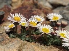 Erigeron vagus