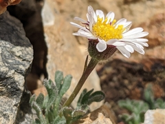 Erigeron vagus