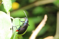 Strongylium auratum