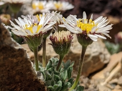 Erigeron vagus