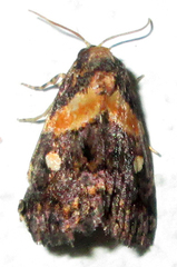 Xanthomera leucoglene