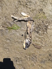 Catostomus macrocheilus