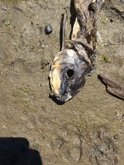 Catostomus macrocheilus