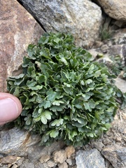 Ranunculus eschscholtzii oxynotus