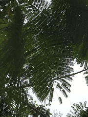 Peltophorum pterocarpum