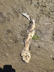 Catostomus macrocheilus