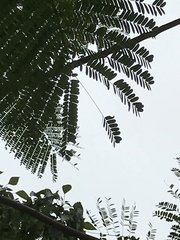 Peltophorum pterocarpum