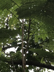 Peltophorum pterocarpum