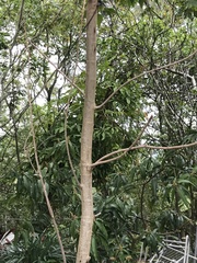 Peltophorum pterocarpum