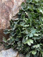 Ranunculus eschscholtzii oxynotus