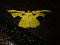 Corymica pryeri