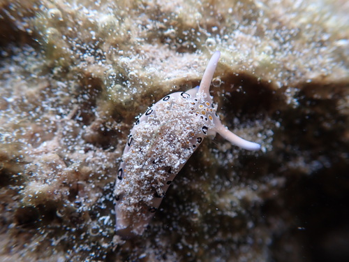 Ringed Sap-sucking Slug