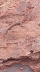Ctenophorus caudicinctus