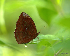 Elymnias hypermnestra beatrice