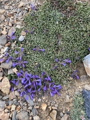 Penstemon heterodoxus heterodoxus