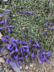 Penstemon heterodoxus heterodoxus