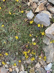 Ivesia lycopodioides scandularis