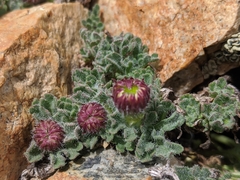 Erigeron vagus
