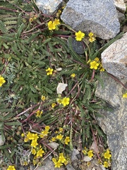 Ivesia lycopodioides scandularis