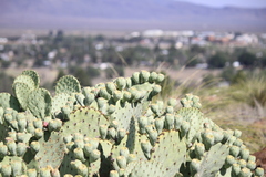 Opuntia rufida
