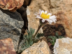Erigeron vagus
