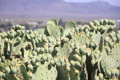Opuntia rufida