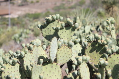 Opuntia rufida