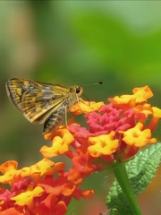 Taractrocera ceramas