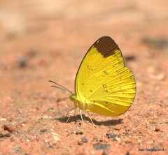 Eurema sari