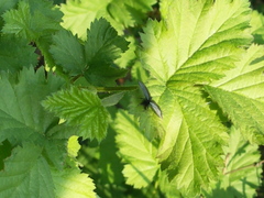 Adelidae